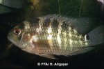Cichlasoma orinocense